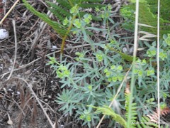 Euphorbia portlandica