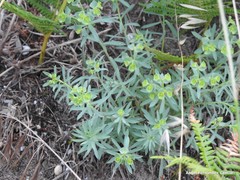 Euphorbia portlandica
