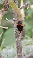 Deraeocoris ruber