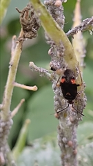 Deraeocoris ruber