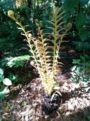 Blechnum brasiliense
