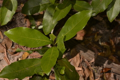 Helicia australasica
