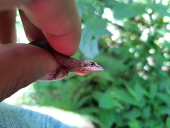 Anolis laeviventris