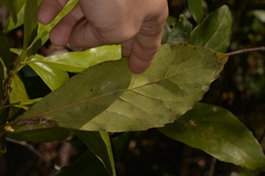 Helicia australasica
