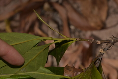 Helicia australasica