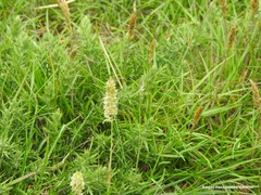 Cynosurus cristatus