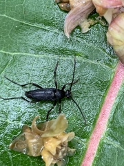 Typocerus lugubris