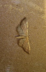 Idaea infirmaria