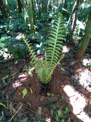 Blechnum brasiliense