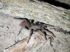 Proshapalopus multicuspidatus