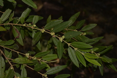 Boronia lanceolata