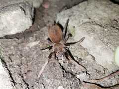 Proshapalopus multicuspidatus