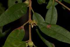 Boronia lanceolata