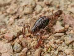 Bothriurus asper