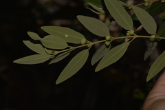 Boronia lanceolata