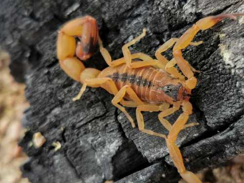 Tityus stigmurus
