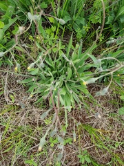 Hieracium schultzii
