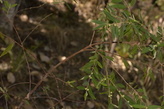 Boronia lanceolata