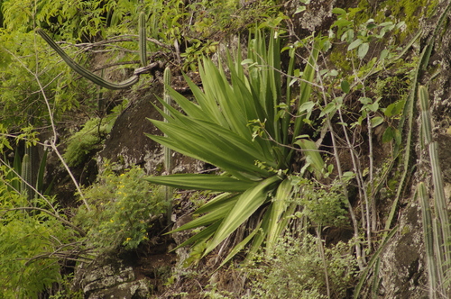 Furcraea tuberosa