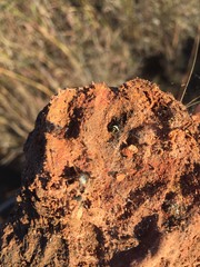 Steatoda ancorata