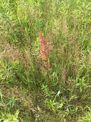 Filipendula rubra