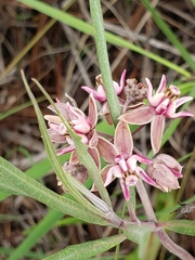 Asclepias fournieri