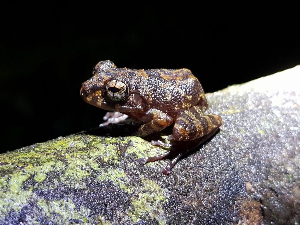 Grubby Shrub Frog
