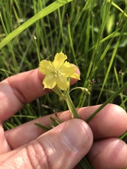 Lysimachia quadriflora