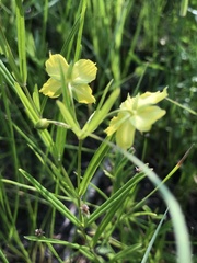 Lysimachia quadriflora