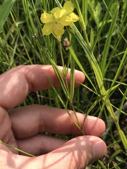 Lysimachia quadriflora