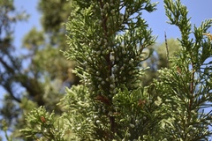 Juniperus bermudiana