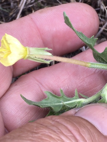 Cutleaf evening primrose (Oenothera laciniata)