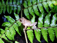Pseudophilautus abundus