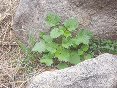 Urtica gracilenta