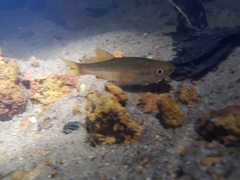 Rasbora wilpita