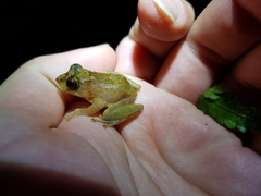 Pseudophilautus abundus