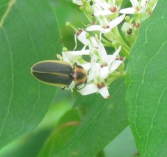 Pyractomena angulata