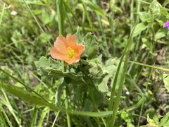 Sphaeralcea lindheimeri