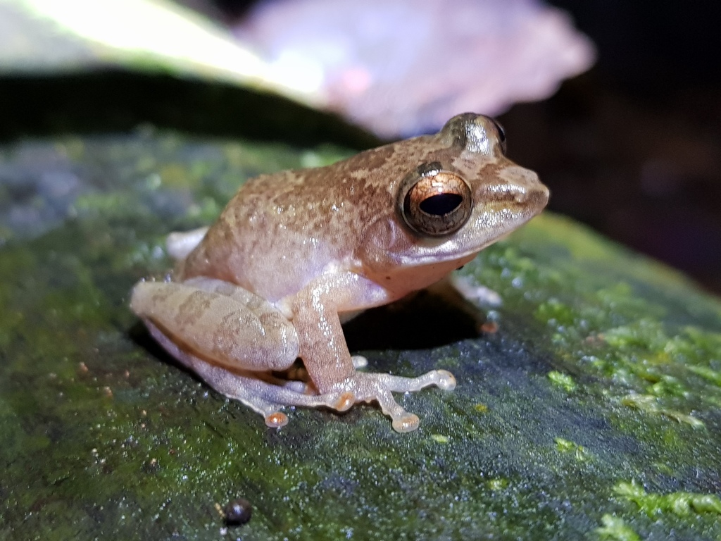Labungama Shrub Frog