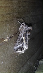 Autographa flagellum