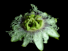 Passiflora edulis edulis
