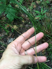 Juncus coriaceus