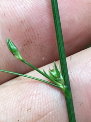 Juncus coriaceus