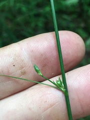 Juncus coriaceus