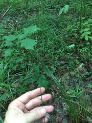 Juncus coriaceus