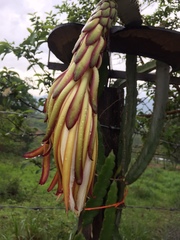 Selenicereus ocamponis