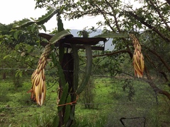 Selenicereus ocamponis