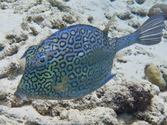 Acanthostracion polygonium