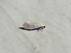 Prodoxinae