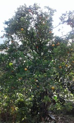 Citrus × aurantium